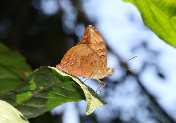 Euryphura togoensis male UNS